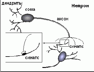 Из чего построен мозг